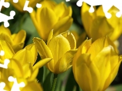Tulipany, Żółte