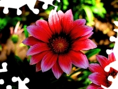 Kwiaty, Gazania, Czerwone