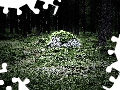 Skała, Mech, Drzewa