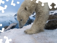 Miś, Jezioro, Niebo, Śnieg