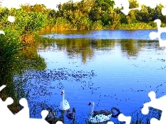 Łabędzie, Drzewa, Jezioro