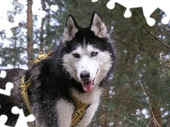 szelki, Siberian Husky