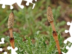 Polny, Skrzyp, Liście, Pędy
