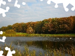 Jesień, Łabędzie, Staw