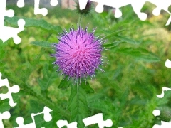Kwiat, Ostu, Fioletowy