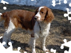 rudo-białe, umaszczenie, Springer spaniel walijski