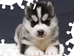 Szczeniak, Siberian Husky