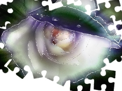 Fractalius, Róża