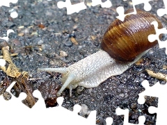 Muszla, Ślimak