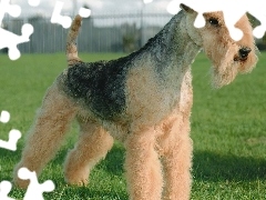 Lakeland Terrier