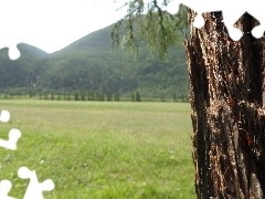 Zieleń, Góry, Drzewo
