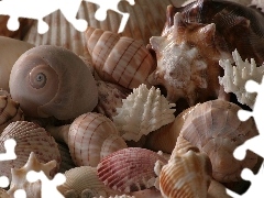 Muszelki, Kolorowe