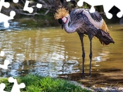 Żuraw, Woda, Piękny