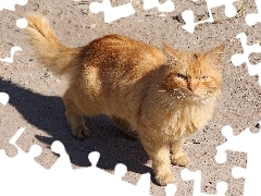 Kotek, Rudy