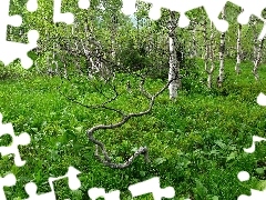 Brzozowy, Polanka, Las