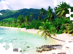 Palmy, Plaża, Kamienie, Morze