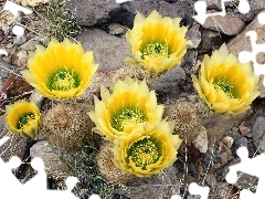 Chilijski, Copiapoa, Kaktus