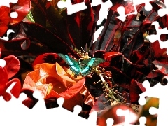Motyl, Błękitny, Liście