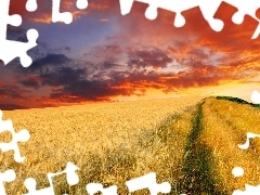 Zboża, Pola, Zachód, Słońca