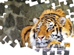 Odpoczynek, Efekty Graficzne, Tygrys