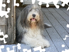 Bearded collie, Duży