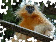 Złoty Langur, Deska, Małpa