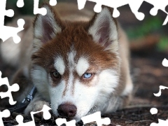 Szczeniak, Siberian Husky