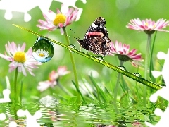 Kwiatki, Rosy, Makro, Motyl, Krople