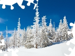 Choinki, Śnieg, Ośnieżone