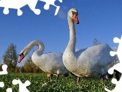 Łabędzie, Trawa, Dwa