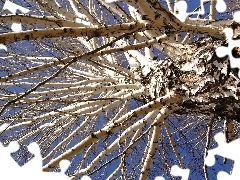Konarów, Dużo, Wysoka, Brzoza