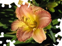 Liliowiec