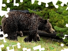 Niedzwiadki, Młode, Niedzwiedz, Las, Brunatny