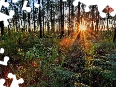 Promienie, Paprocie, Trawy, Las, Słońca, Drzewa