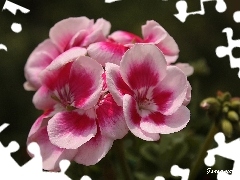 Wiosna
, Pelargonia