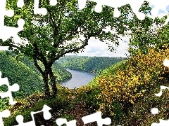 Ścieżka, Drzewo, Rzeka, Lasy