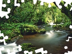 Las, Drzewa, Rzeka