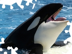 Basen, Orka