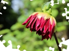 Dalia, Czerwona