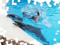 Basen, Delfiny