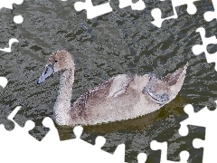 Woda, Łabędź, Młody, Szary