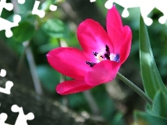 Tulipan, Różowy