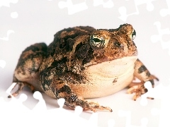 Ropucha
