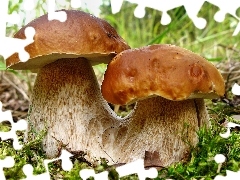 Grzyby, Borowik Szlachetny, Zrośnięte