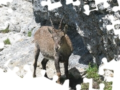 Skały, Trawa, Koziorożec Alpejski