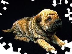 Szczeniak, Shar Pei