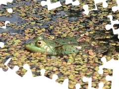 Żaba