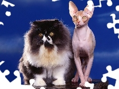 Sfinks, Pers, Kot
