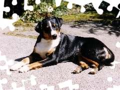 Appenzeller, leżący