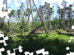 Drzewa, Powalone, Siła, Natury